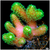 Birdsnest Frag Multiples Available