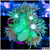 Neon Star Goniopora Multiples Available