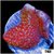 *CLEARANCE* Red Montipora Digitata
