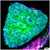 Space Jame Hydnophora Multiples Available