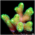 Birdsnest Frag Multiples Available