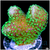 Nuclear Stylophora Multiples Available