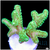 Birdsnest Frag Multiples Available