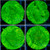 Nuclear Leptoseris - Multiples Available