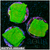 Green Montipora Cap - Multiples Available