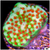 Chilli Pepper Montipora - Multiples Available