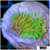 Neon Montipora - 4048EE224