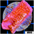 Orange Phoenix Montipora - 404FC8DF4