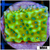 Beach Bum Montipora - 404467A34