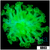 Nuclear Alveopora - 403E6AEE4