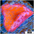 CLEARANCE - Juggernaut Montipora - 4048B6A54