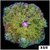 Grade B Maxi Mini Carpet Anemone - 403711834