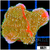 ASD Grafted Montipora - 4043040E4