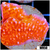 Orange Phoenix Montipora - 404FC8E04