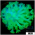 Nuclear Alveopora - 4041322D4
