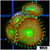 Flytrap Palys - 4062F1224
