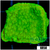 Nuclear Montipora - 404B5F974
