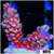 Golden Tips Tenuis - 4032343D4