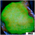Nuclear Psammacora Frag - 405DB9B14