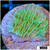 Neon Montipora - 404A9F404