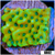 Beach Bum Montipora - 4044939D4