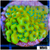 Beach Bum Montipora - 404467A44
