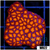 Orenji Eye Leptastrea Colony - 405E76FE4