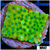 Beach Bum Montipora - 404304134
