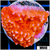 Orange Phoenix Montipora - 404F92D64