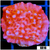 Orange Phoenix Montipora - 404EB77E4