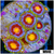 Blow Pop Zoanthids - 40617A774