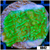 Neon Montipora - 404A9F414