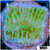 Neon Montipora - 4049D2FD4