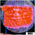 Orange Phoenix Montipora - 404FF6E24