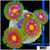 Daisy Cutter Zoanthids - 4062B50B4