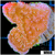ASD Grafted Montipora - 404304104