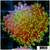 Large Fuzzy Mushroom - 40586C9C4