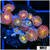 Gator Eyes Zoanthids - 4064C5D24