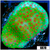 Strawberry Fields Montipora - 40543E364