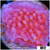 Orange Phoenix Montipora - 404F2C704