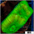 Nuclear Goniastrea - 403BCC0E4