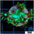 Multiples Available Neon Star Goniopora