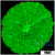Nuclear Plate Coral