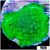 Nuclear Discosoma Mushroom