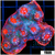 Afterburner Chalice Colony