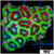 UFO Acan Lord Colony