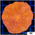 Orenji Eye Plate Coral