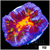 ASD Molten Rainbow Acan Lord