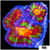 ASD Molten Rainbow Acan Lord