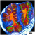 ASD Molten Rainbow Acan Lord